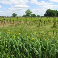 Les vignes au bord de la Garonne