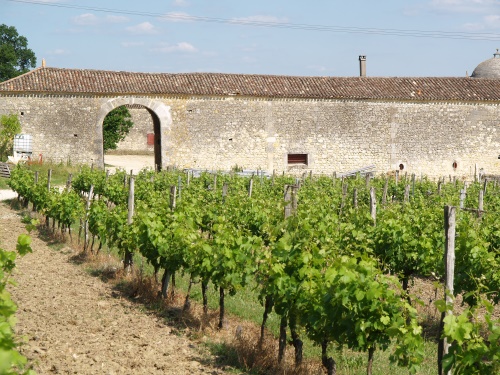 Les vignes du château de Camarsac