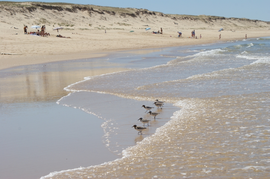 Les bécasseaux sanderlings ou les coureurs de la plage