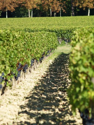 MARGAUX : Les vignes de château Margaux