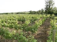 Vente directe - viticulteurs à Neac