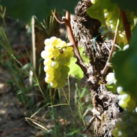  Rayon de soleil matinal sur les raisins verts (Photo M.Ladrat)