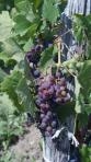 Vente directe - viticulteurs à Lalande-de-Pomerol